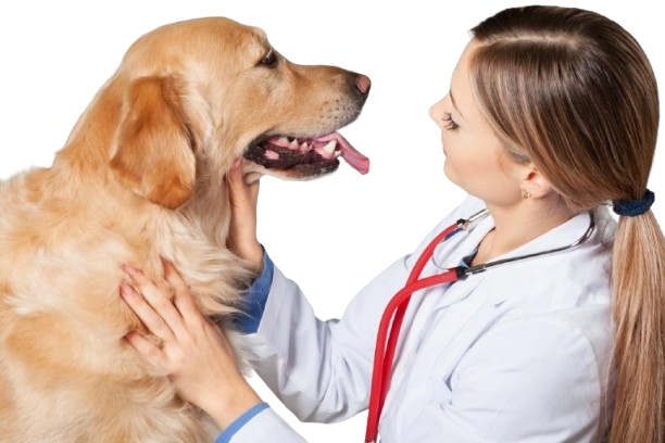 Areas-da-Medicina-Veterinaria-promissoras-para-os-proximos-anos-300x200-removebg-preview